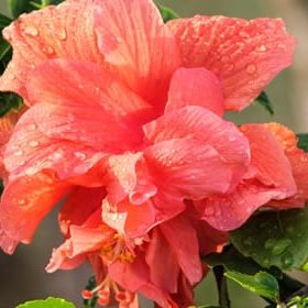 hibiscus in bloom, soft red, slightly pink in color