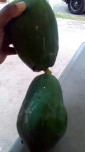 Natural green papaya benefits