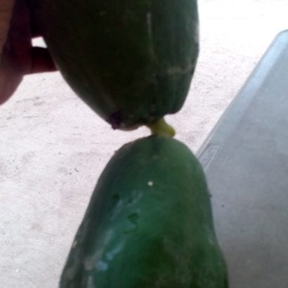 Natural green papaya benefits